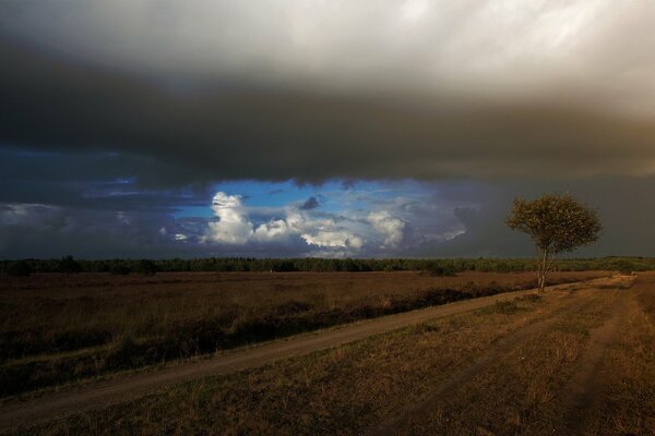 A lonely tree by the road among the fields under the autumn sky