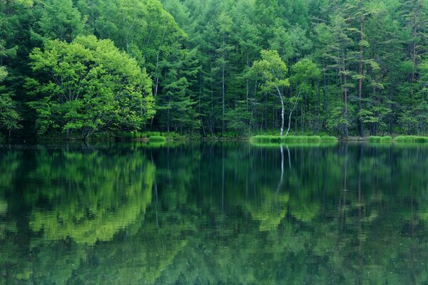 Reflection of the forest, trees in the lake