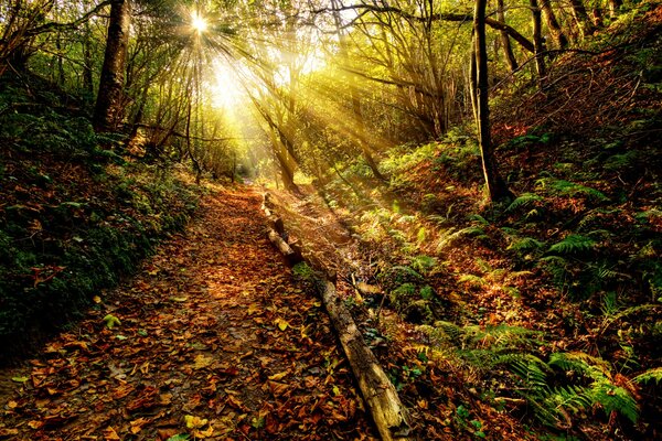 Sendero de hoja caduca entre el bosque de otoño