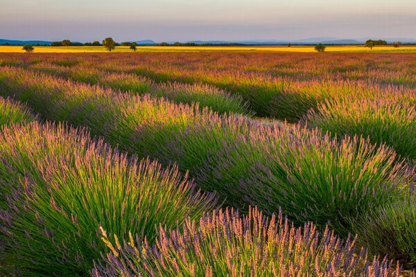 Champs de lavande et fleurs violettes