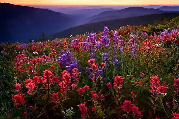 Fleurs rouges sur le terrain