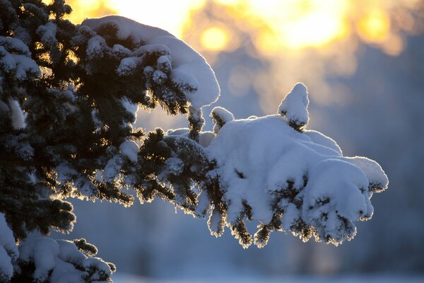 Świerkowa gałąź pod śniegiem w lesie w słońcu