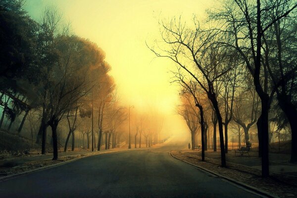 Ales árboles en el camino a la niebla