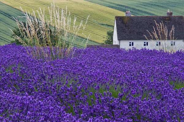 Süßes Haus in einem Lavendelfeld