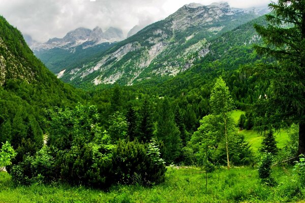 Zielone drzewa w Szwajcarii na tle gór