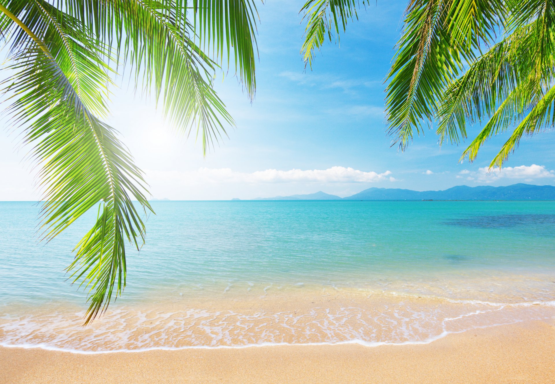 mare palma ramo natura paesaggio cielo nuvole spiaggia tropicale spiaggia palme rami spiaggia tropicale sole