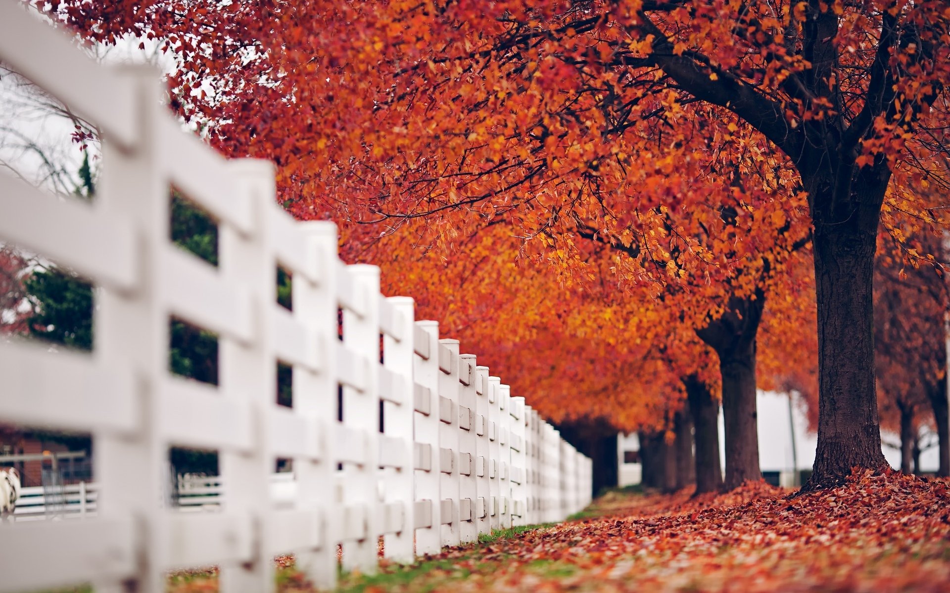 macro fence fence fence white tree trees leaves leaves autumn red nature background macro wallpaper widescreen fullscreen widescreen widescreen