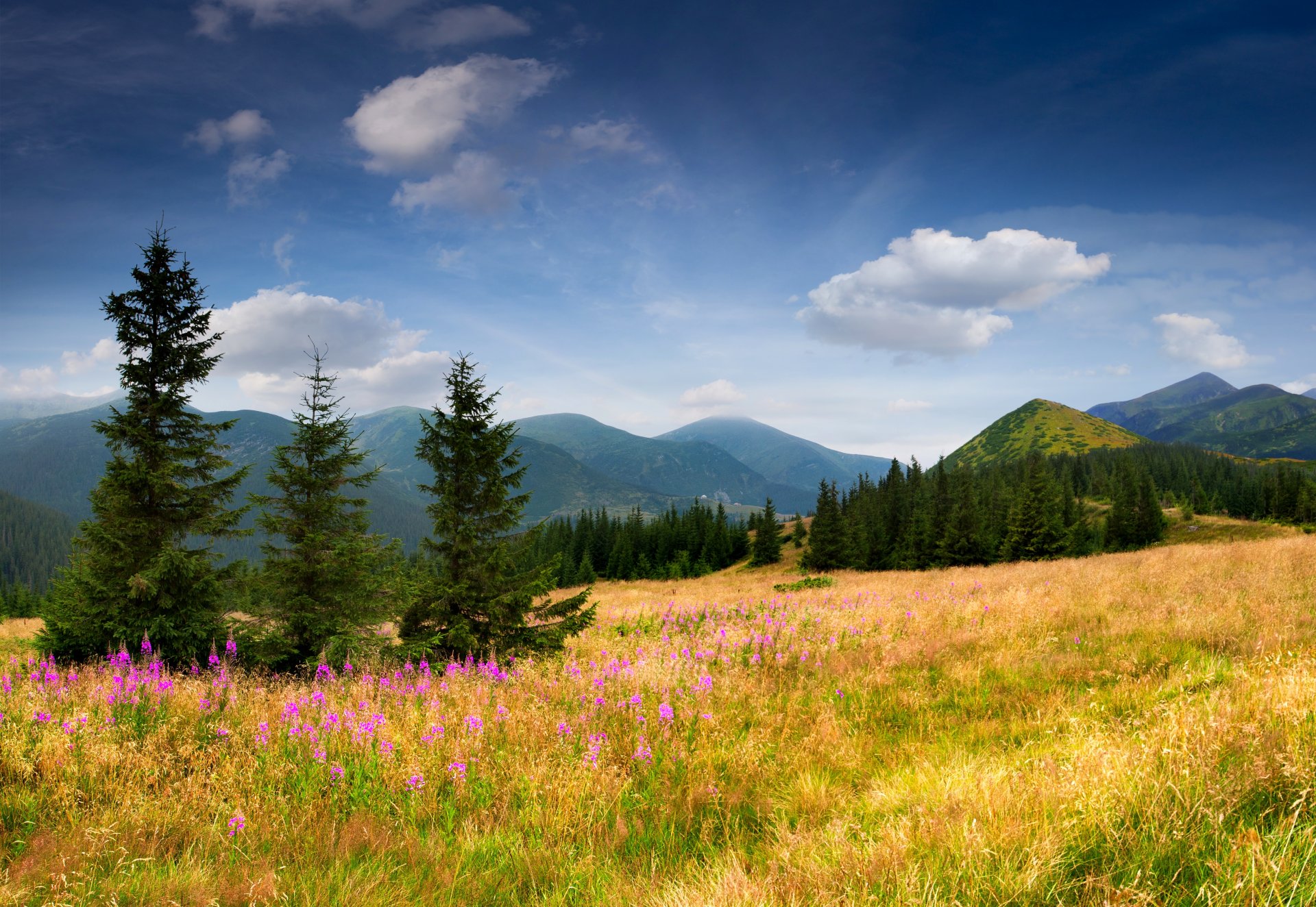 champ montagnes arbres épinettes arbres de noël herbe fleurs pente ciel nuages nature