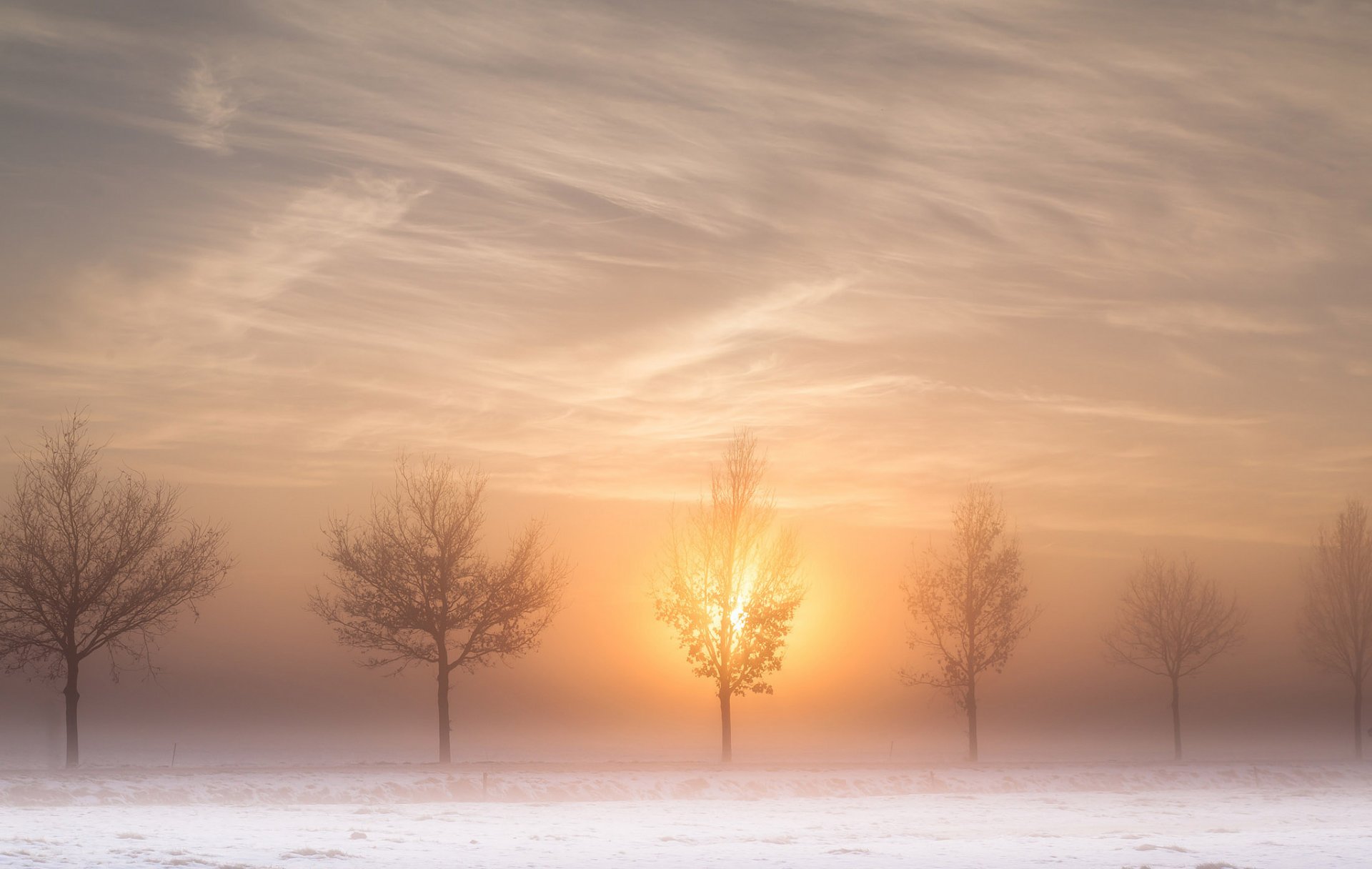 straße bäume sonne morgen nebel winter