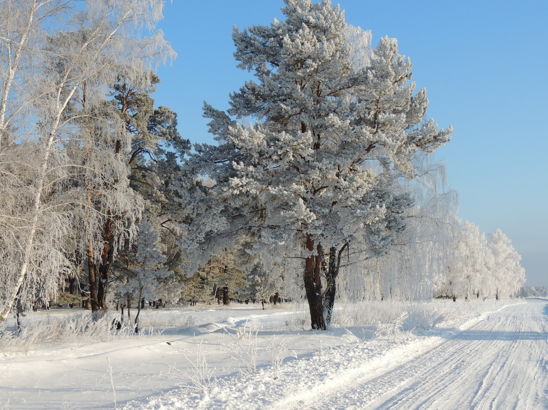 hiver route neige arbres givre nature