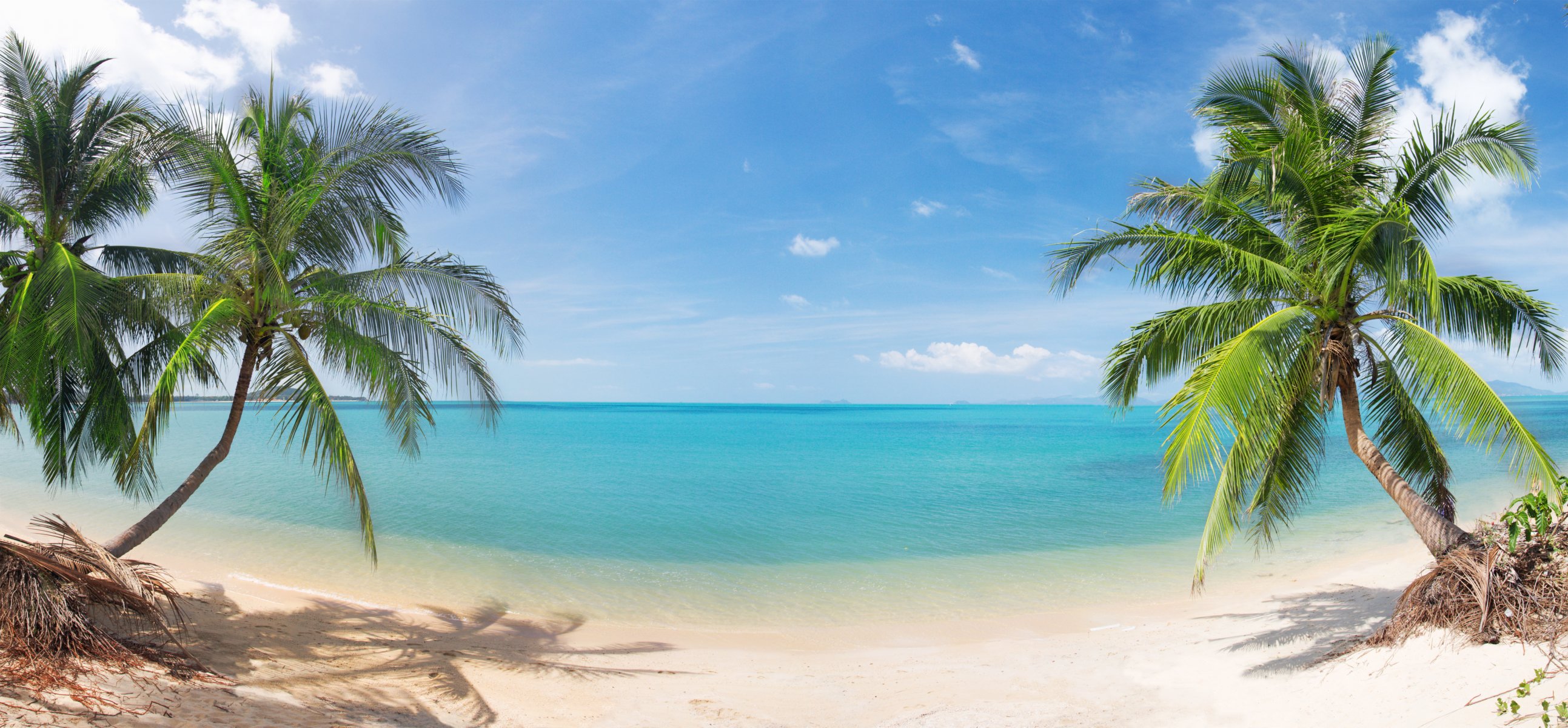 beautiful coconut palm trees nature landscape sea sand sky clouds tropical beach panorama coconut palms the tropical beach