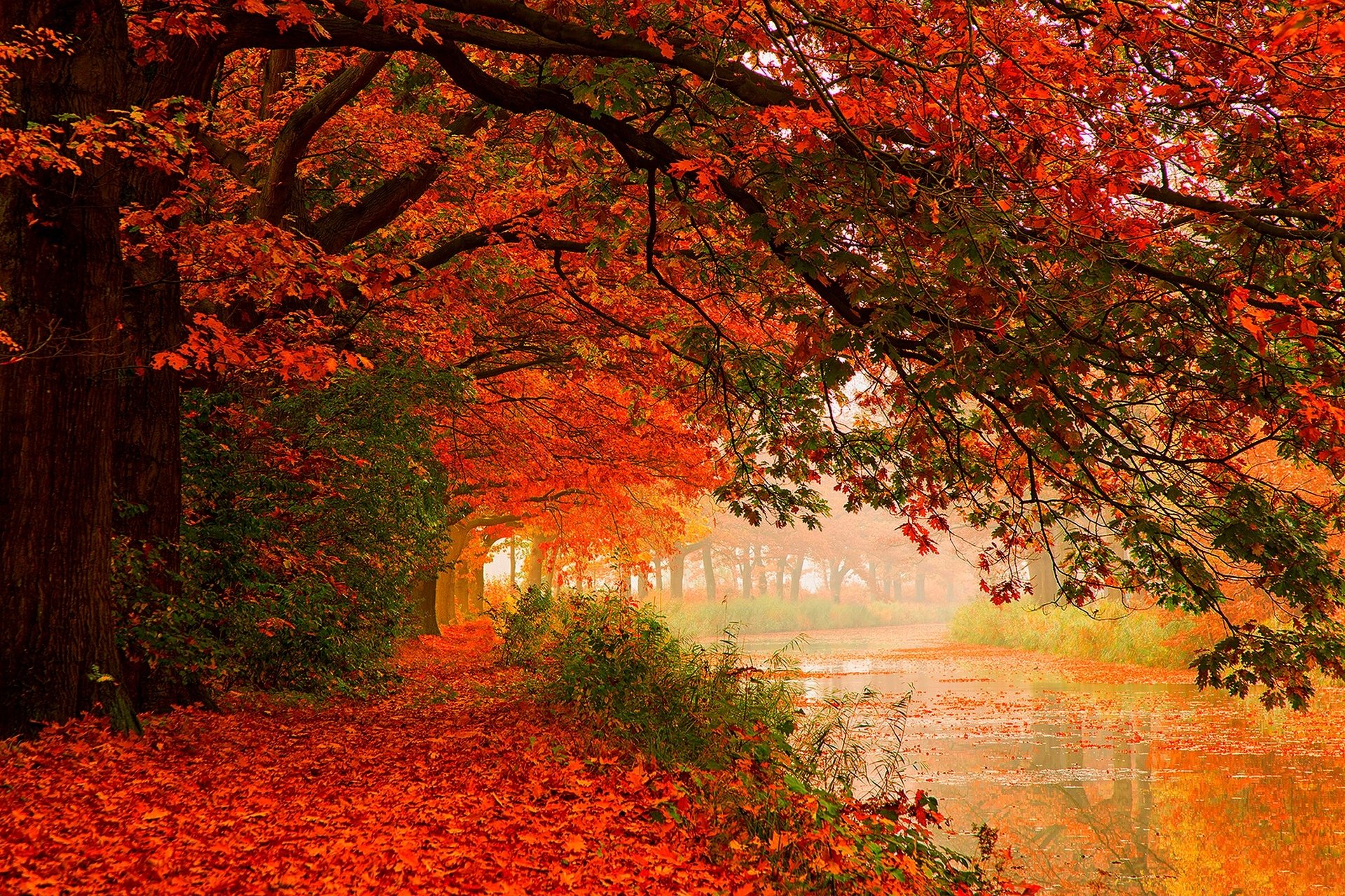 hojas árboles bosque otoño caminar hdr naturaleza río agua