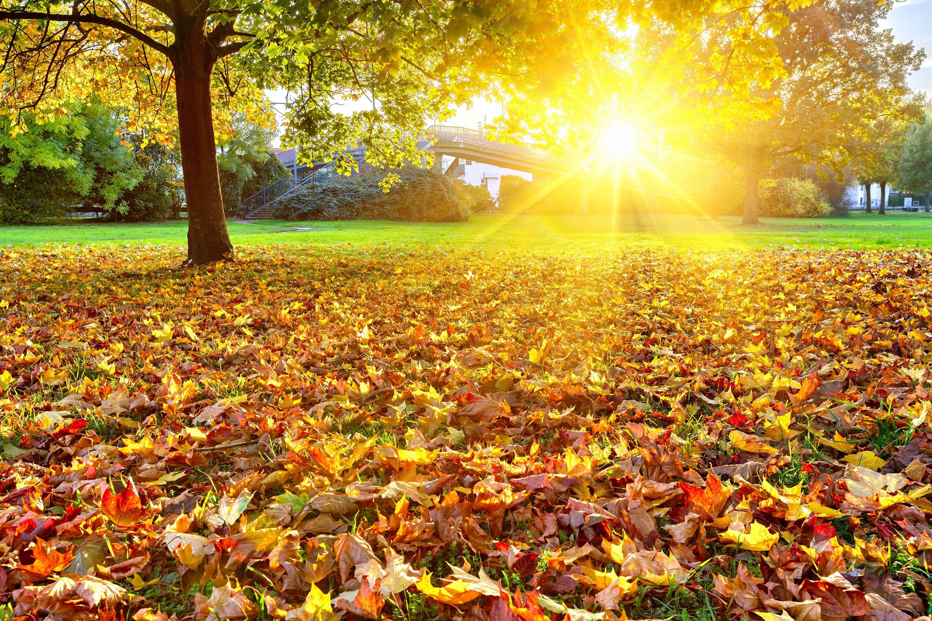 landscape nature autumn gold leaves tree sun bright