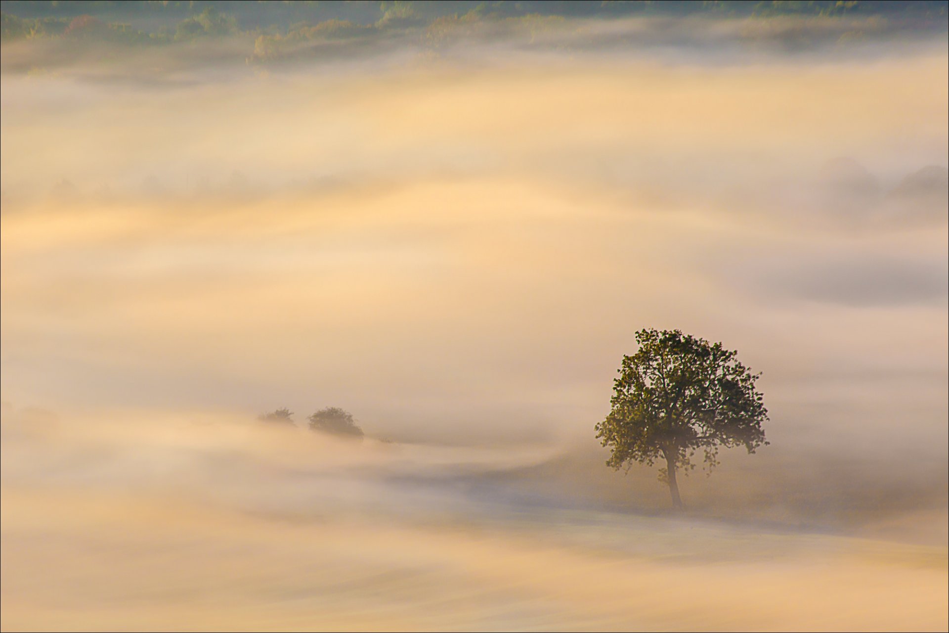 trees tree fog morning