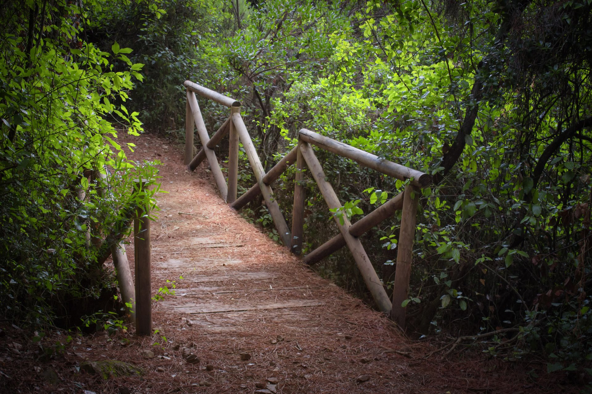 parc arbres arbuste passerelle