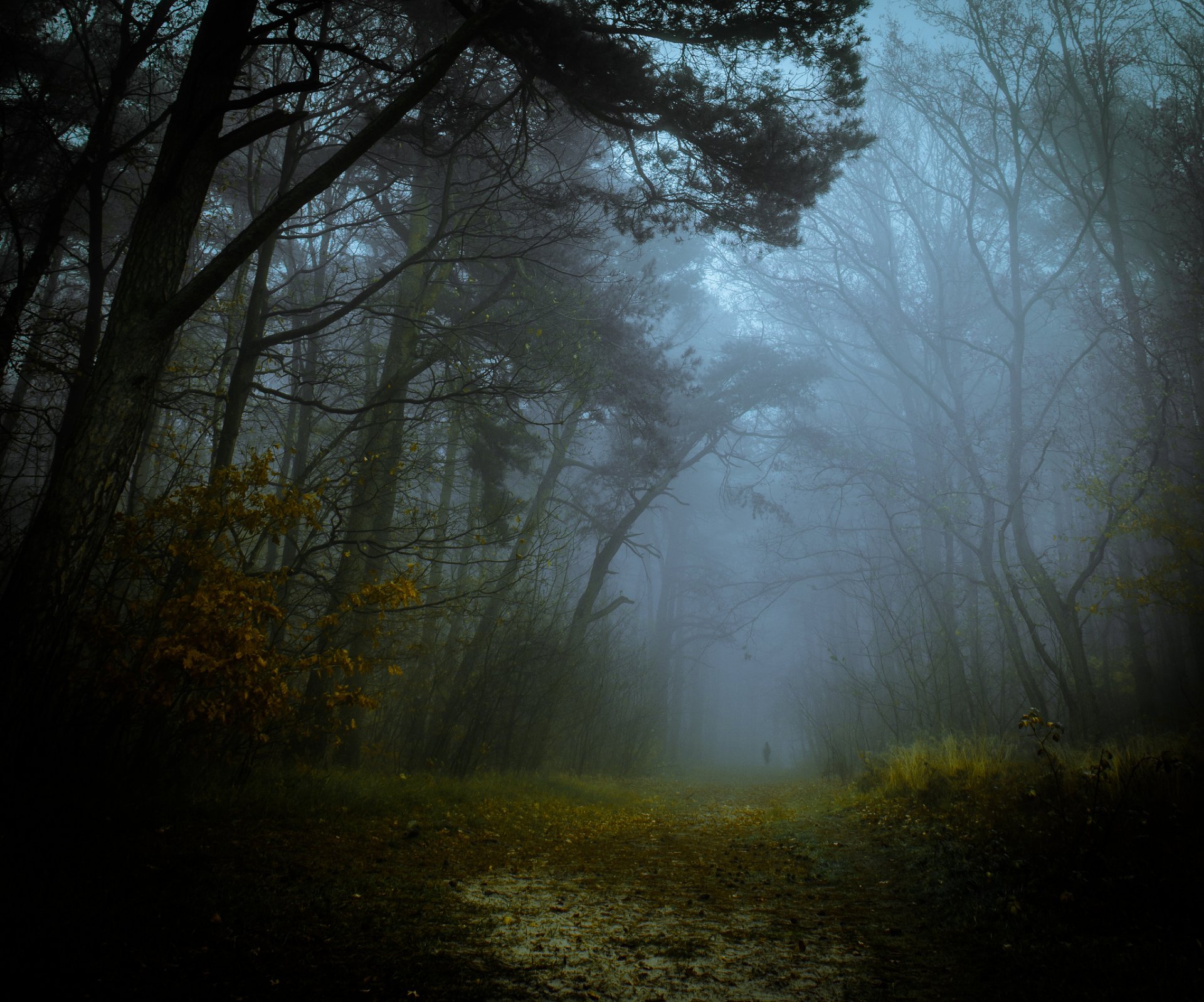 automne forêt brouillard route silhouette