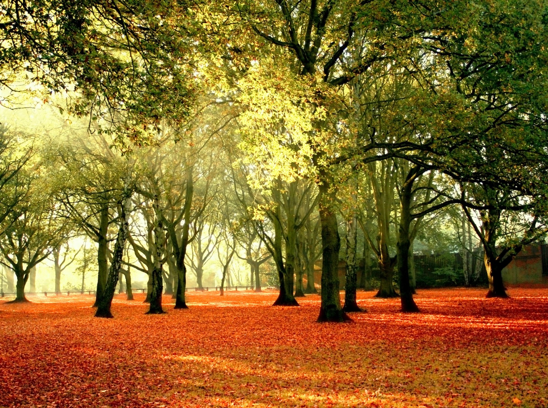 paesaggio natura autunno alberi foglie giallo cielo raggi