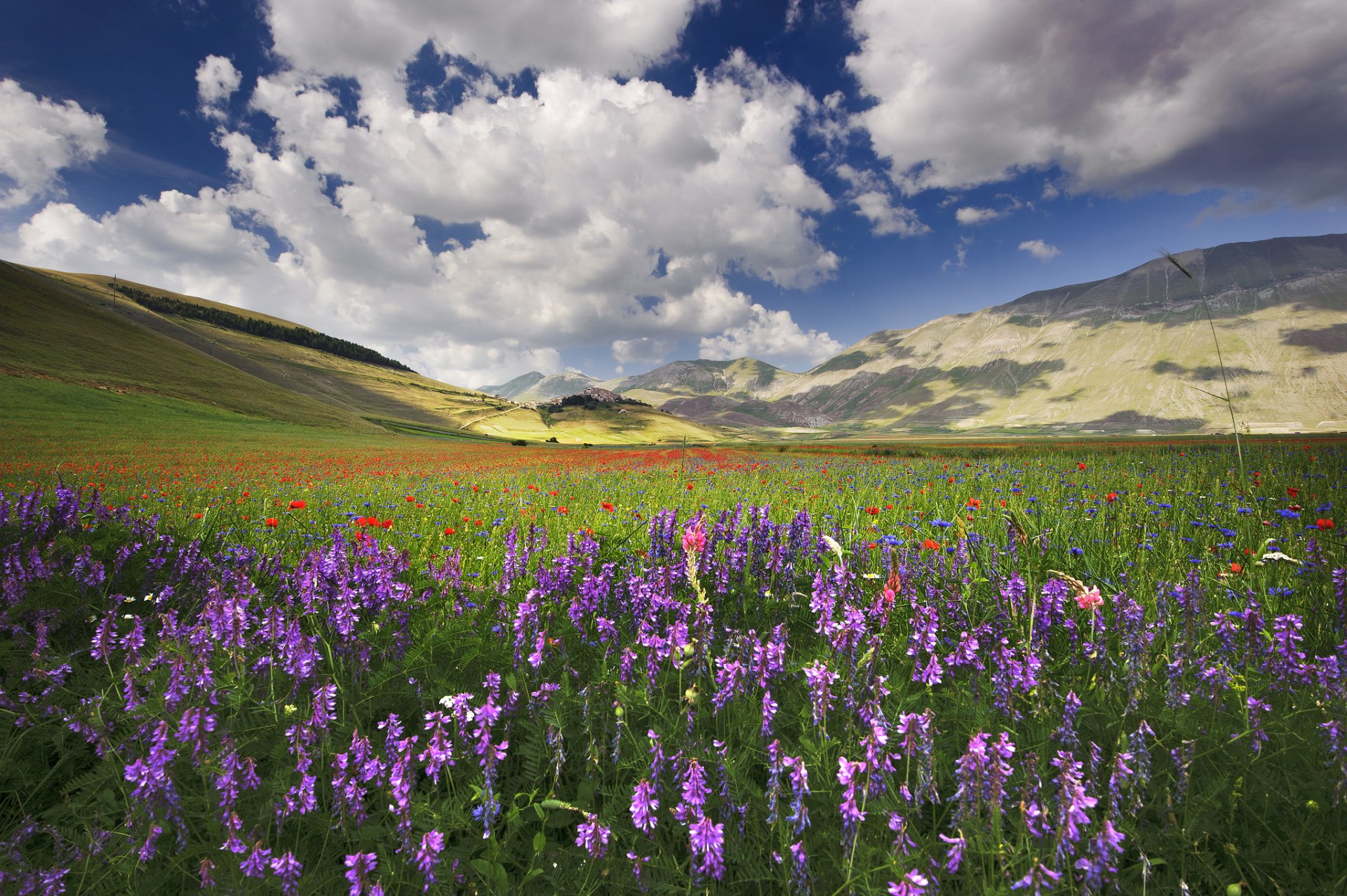 italie ombrie collines champ fleurs coquelicots bleuets viola