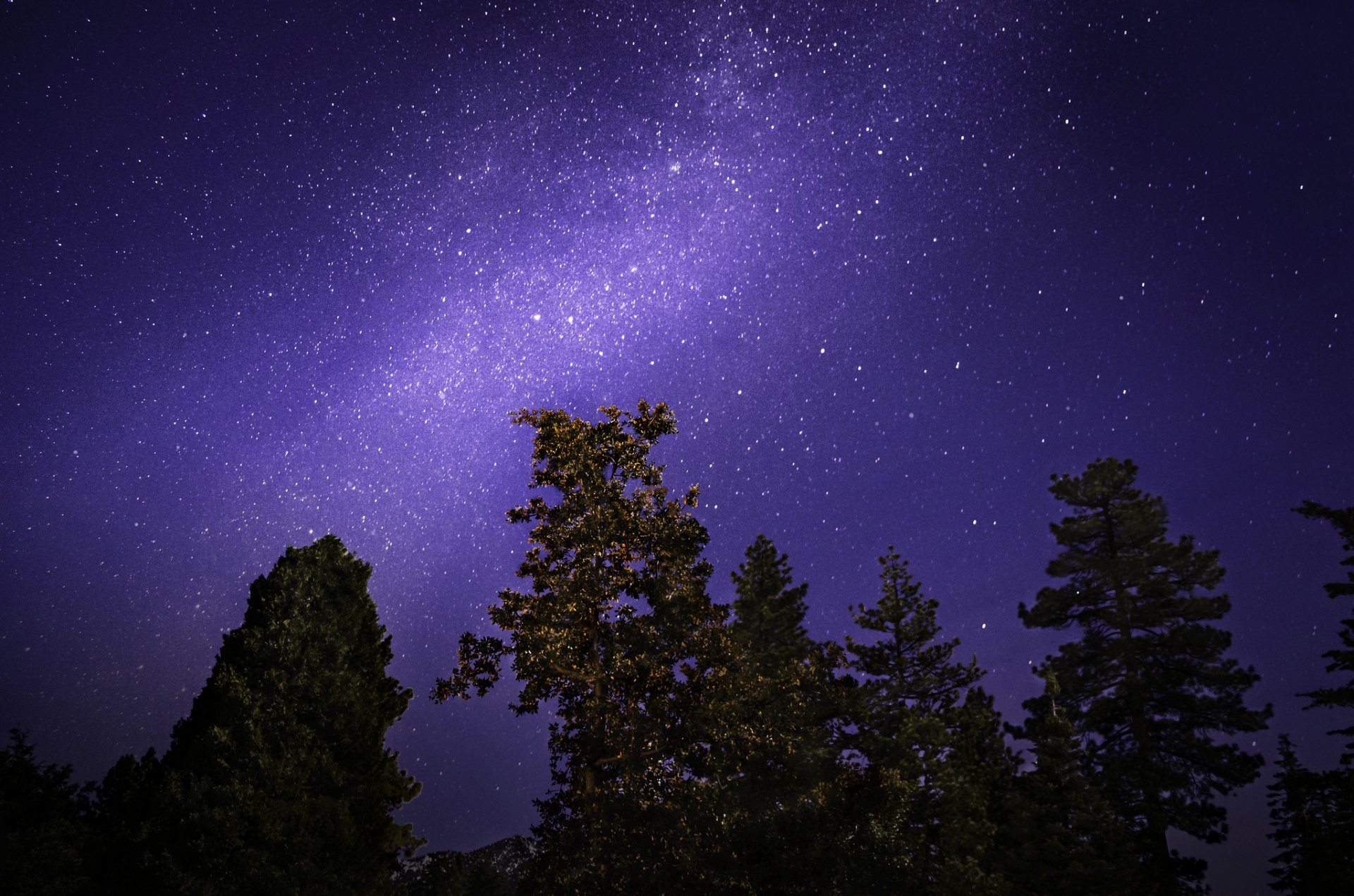 tree night sky star milky way