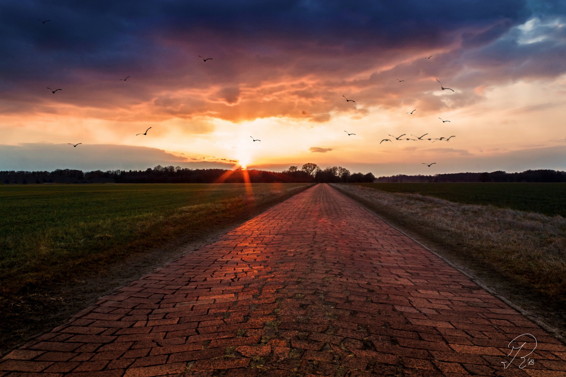 felder straße vögel dämmerung