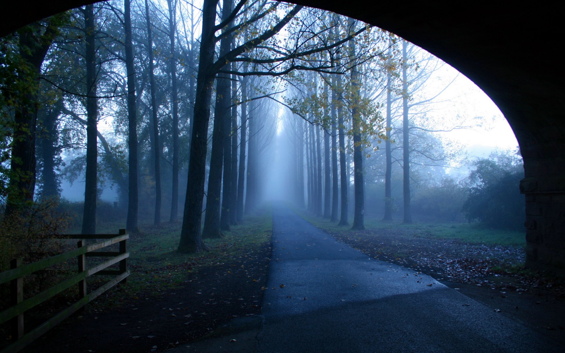 morning road fog tree landscape