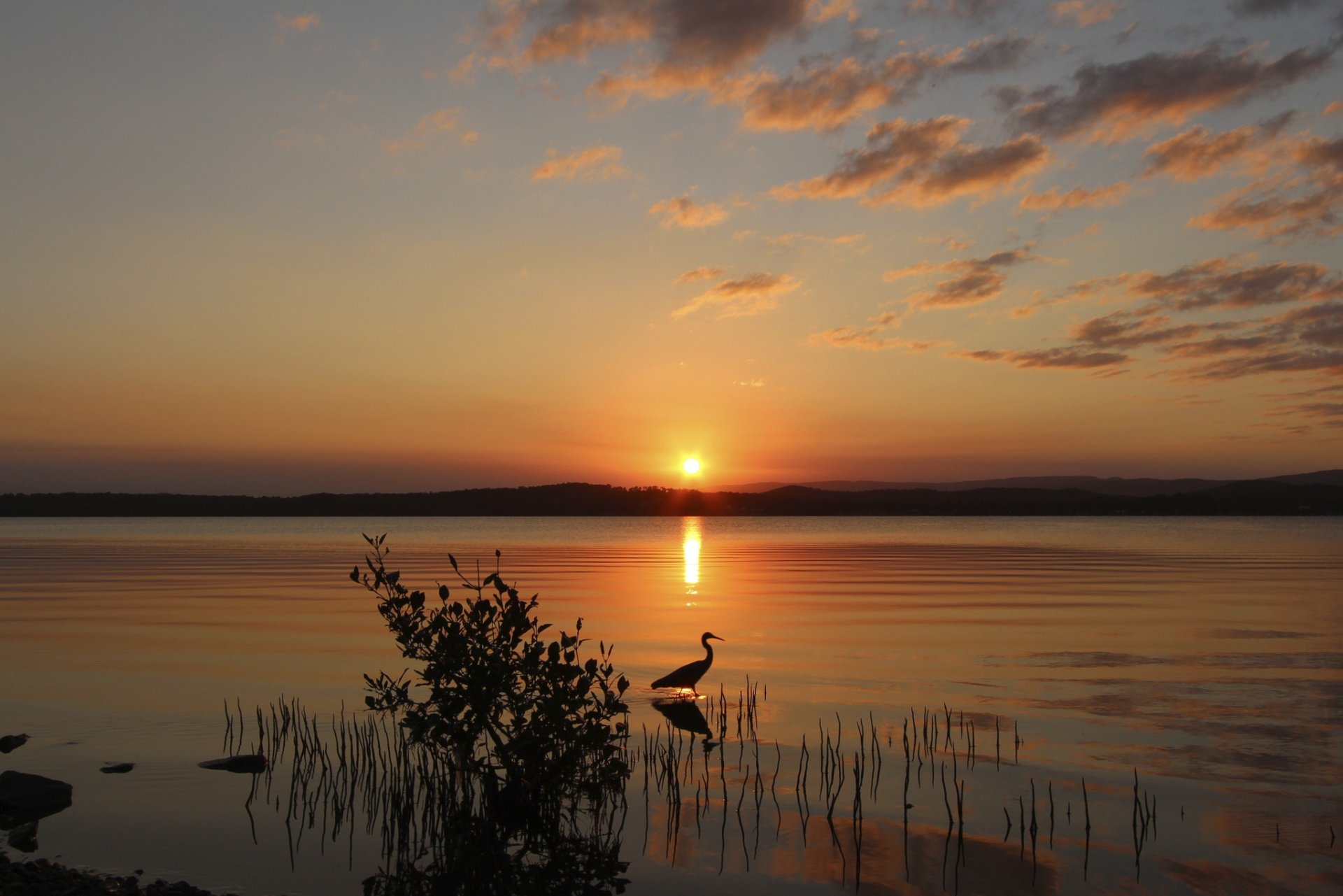 lago arbusto pájaro garza tarde sol puesta de sol