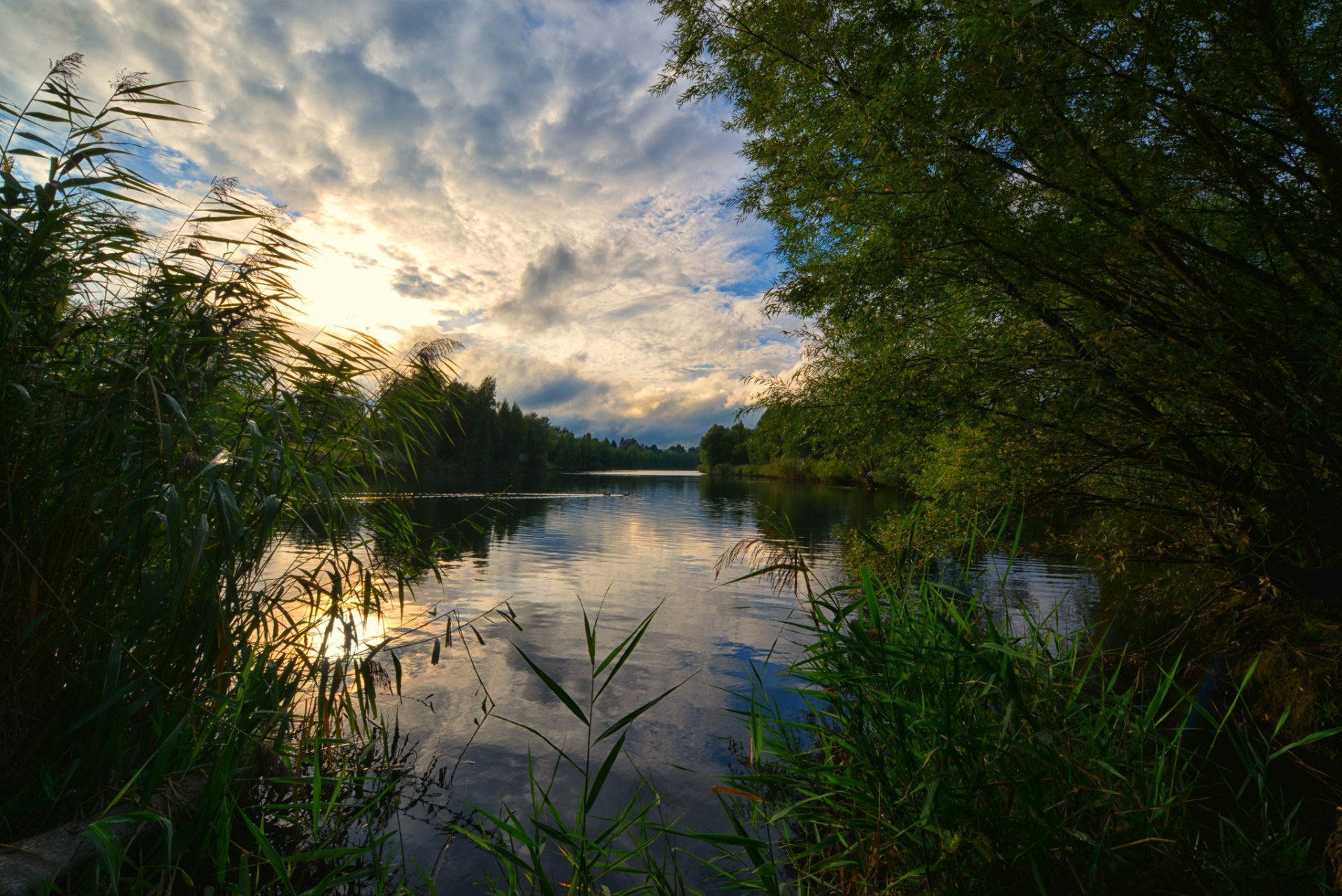 foresta lago mattina