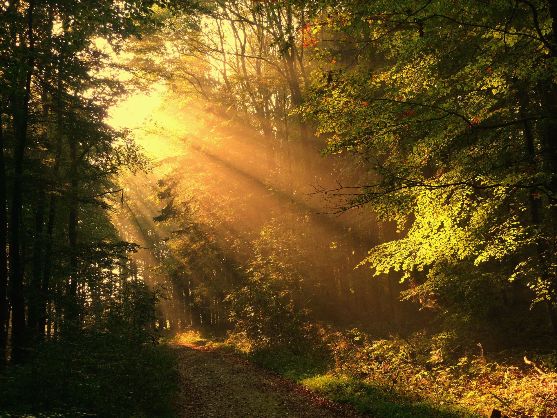 herbst wald straße strahlen sonnig