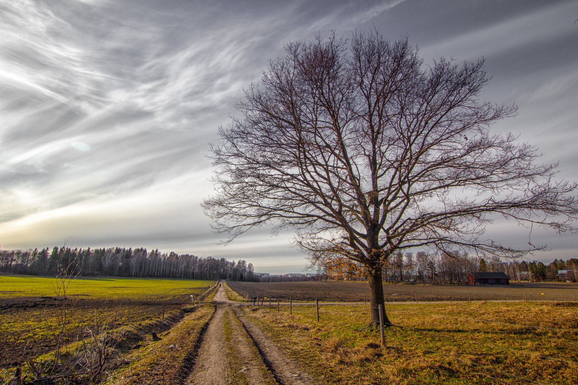 hain feld straße baum zuhause herbst