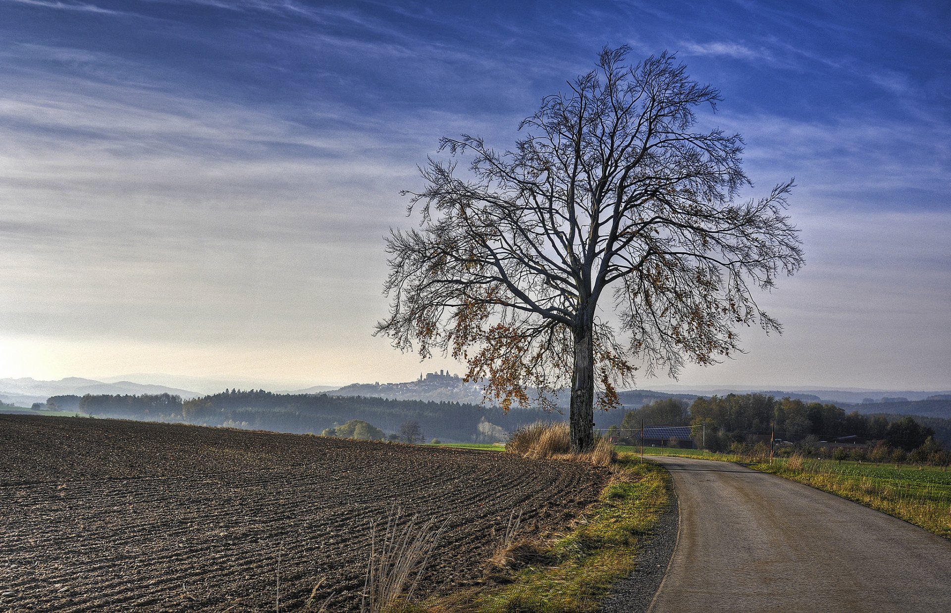 feld straße baum morgen