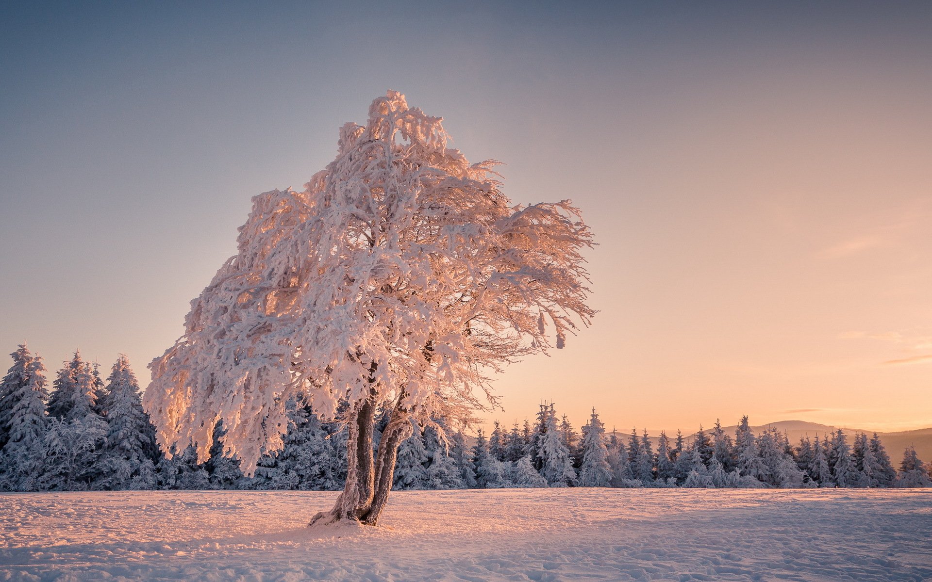 albero campo inverno