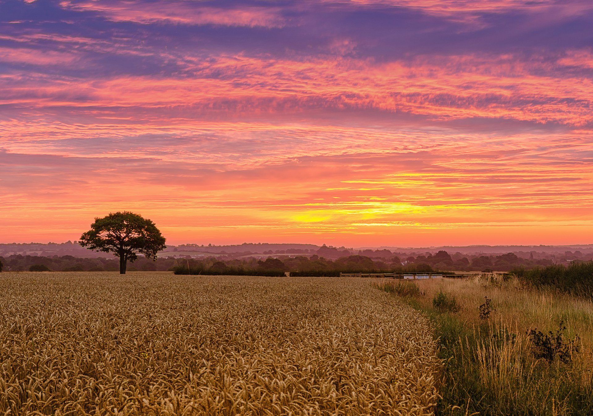 campo trigo árbol mañana amanecer