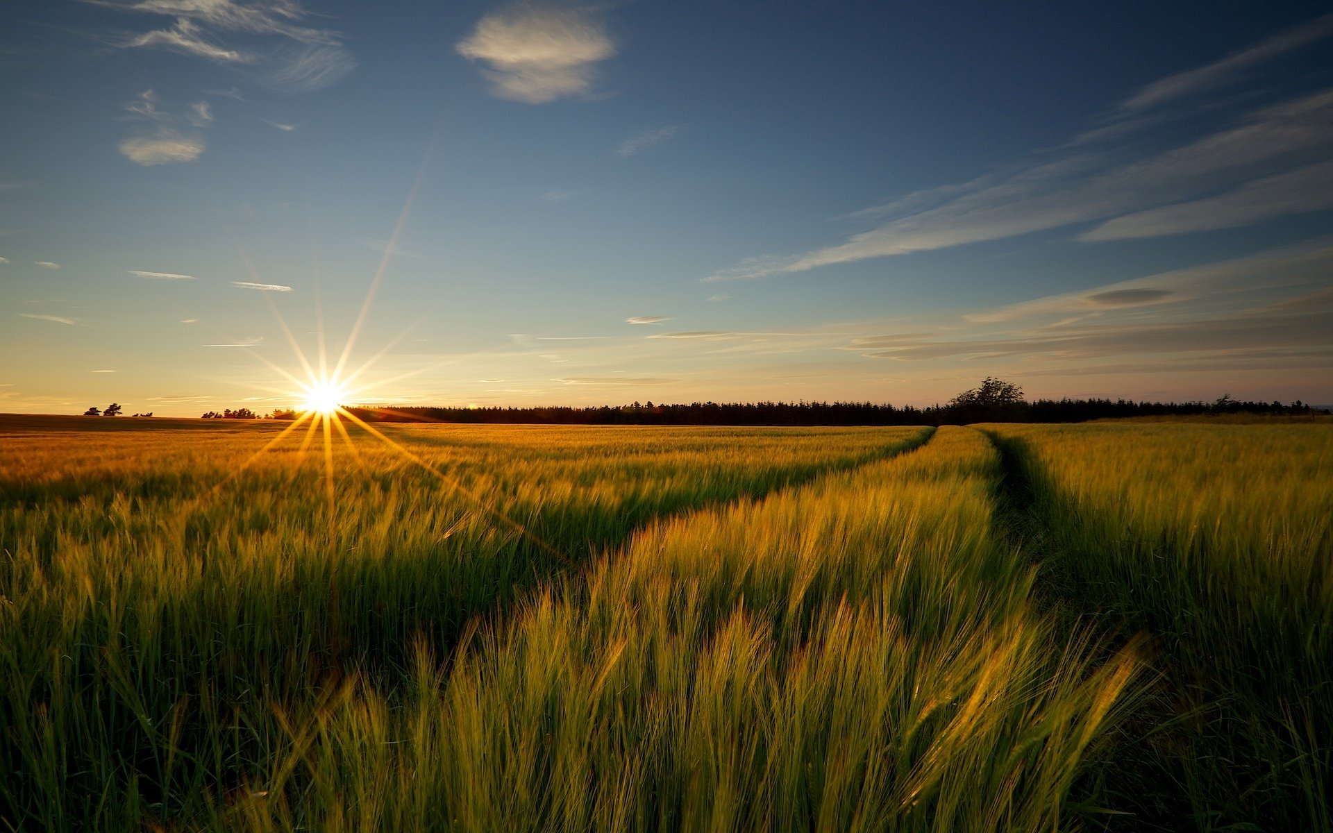 landschaft natur wiese feld weizen. roggen ohren ährchen bäume sonne hintergrund tapete widescreen vollbild widescreen widescreen