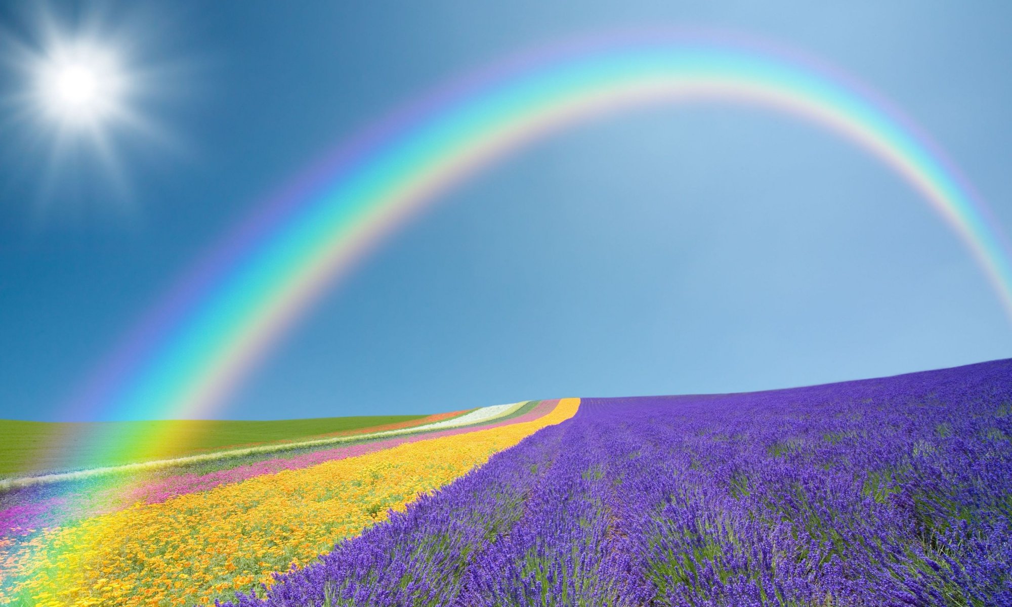 paesaggio natura campo campi fiori fiori viola giallo verde arcobaleno cielo sole sfondo carta da parati widescreen schermo intero widescreen widescreen