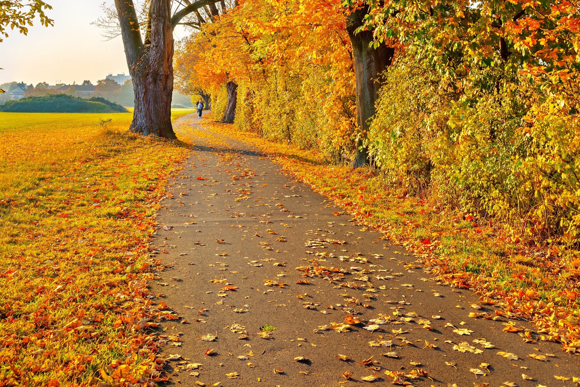 paesaggio autunno foglie giallo alberi strada uomo