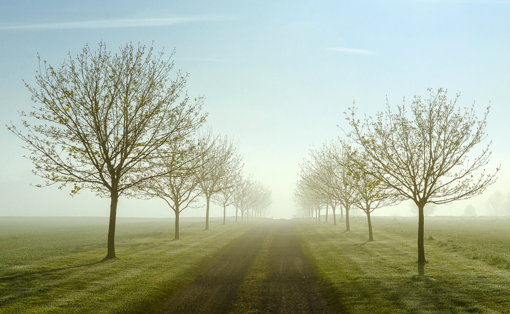 campos camino árboles mañana niebla primavera