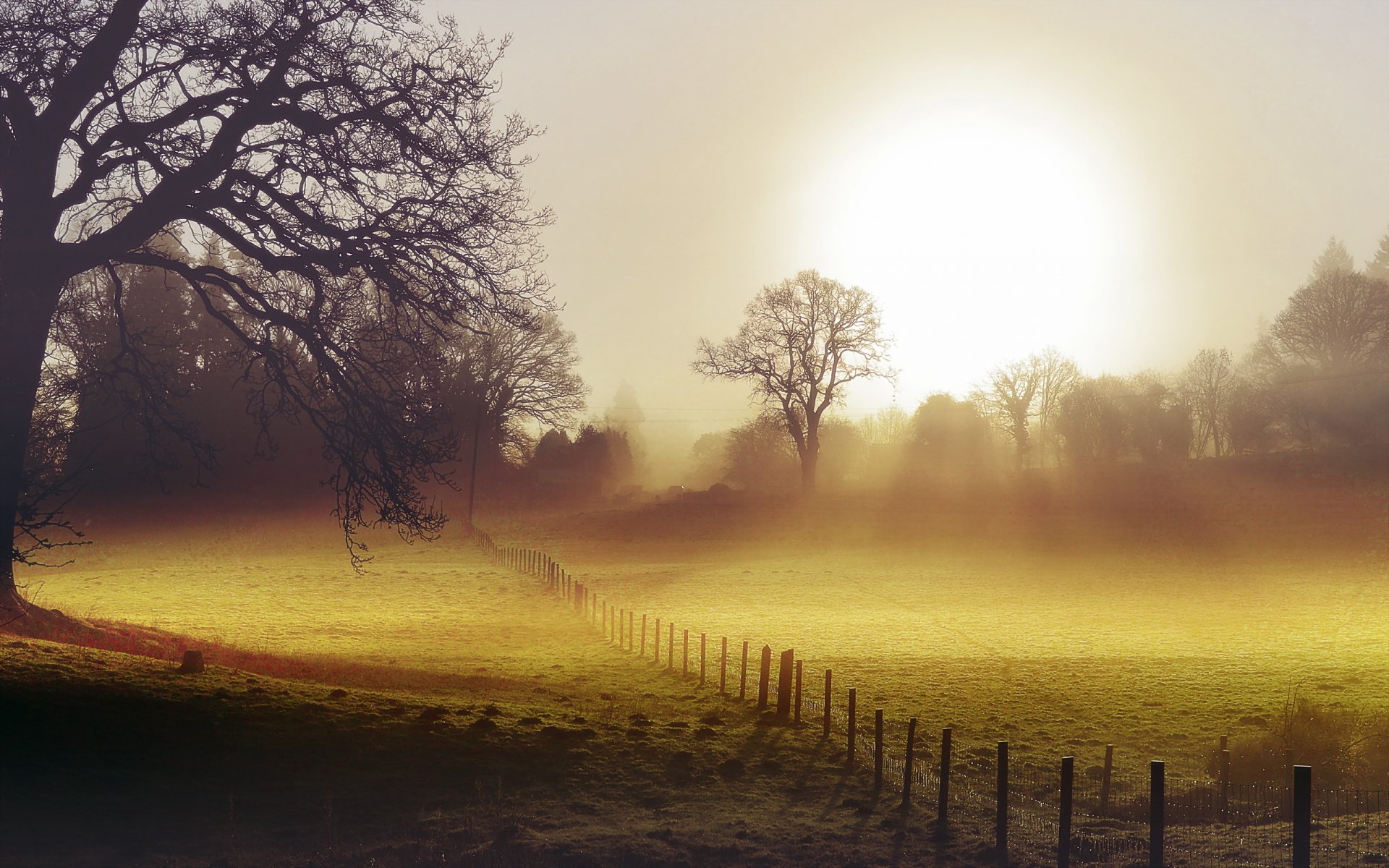 morning the field fence fog landscape