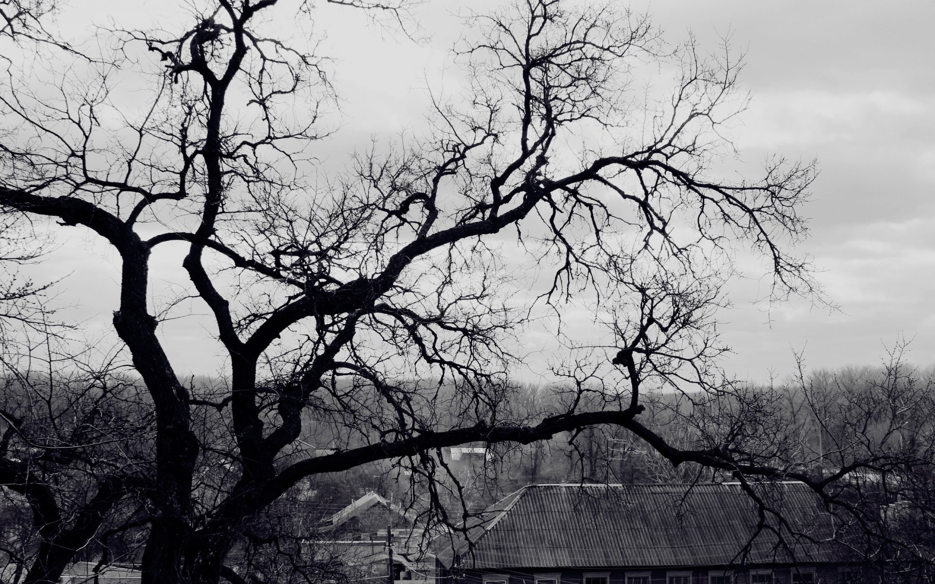 tree branch black and white roof