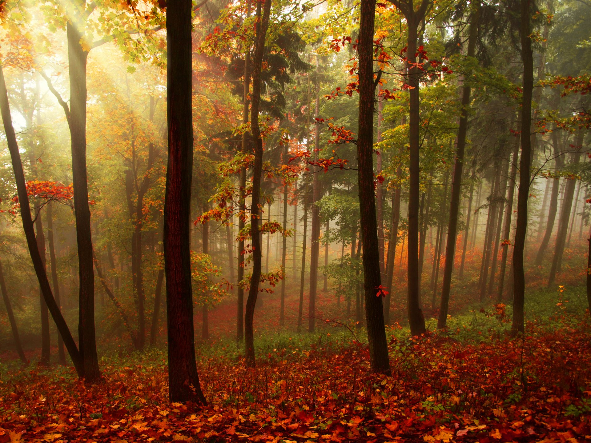 landschaft wald bäume herbst blätter strahlen natur schön