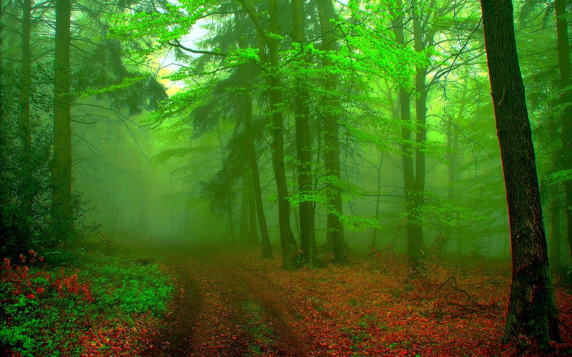 paysage forêt brouillard fond