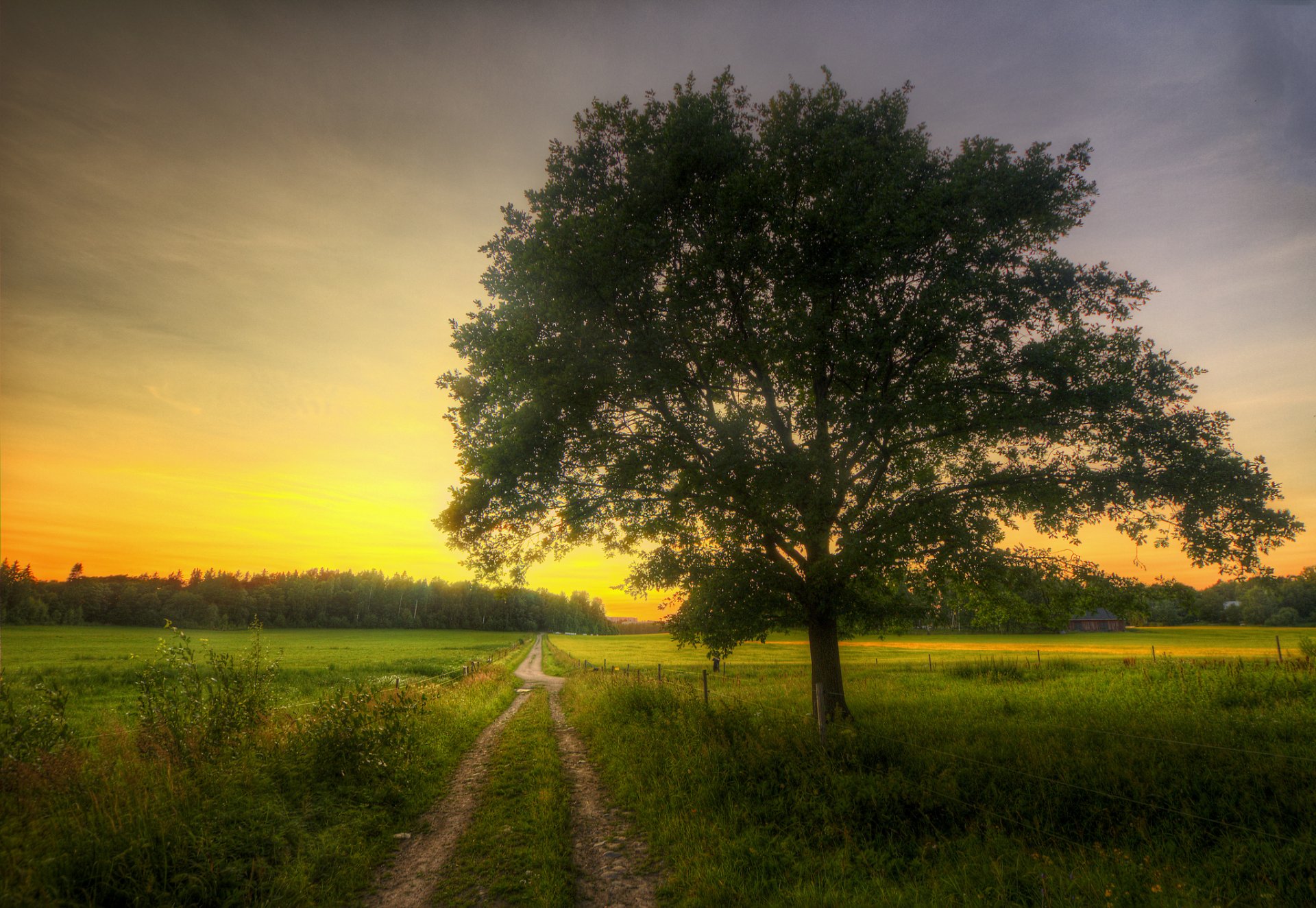 arboleda campos camino árbol casa mañana primavera