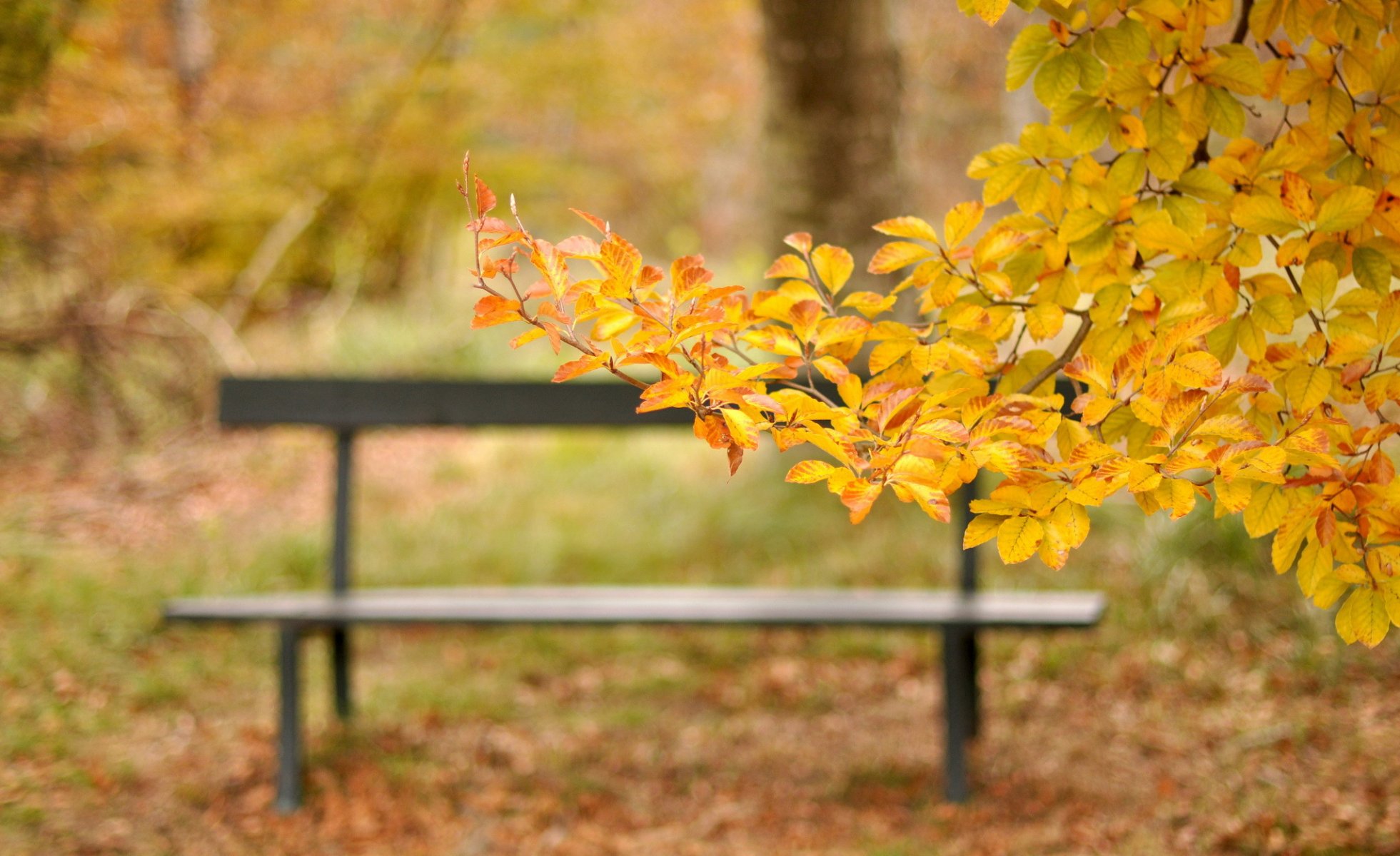 park ławka gałąź liście żółty jesień