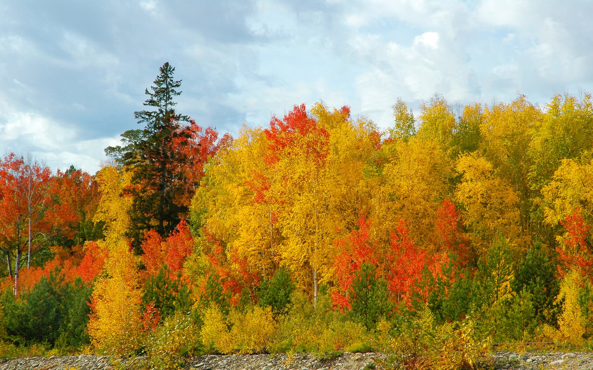 forêt automne doré bouleaux pins ciel