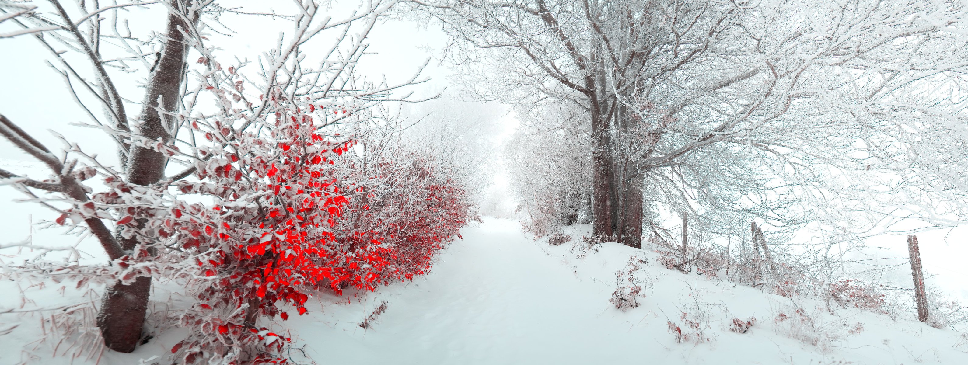 paesaggio bello natura cespugli vicolo foglie inverno neve panorama nebbia mattina buon natale capodanno albero di natale