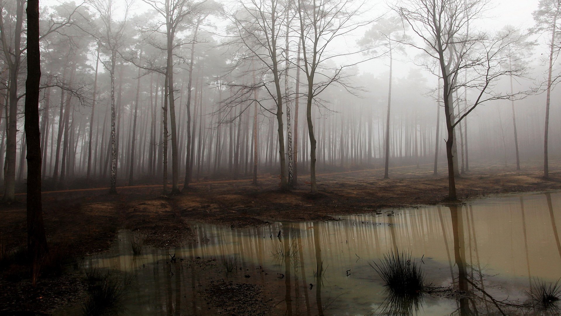 forest fog nature landscape