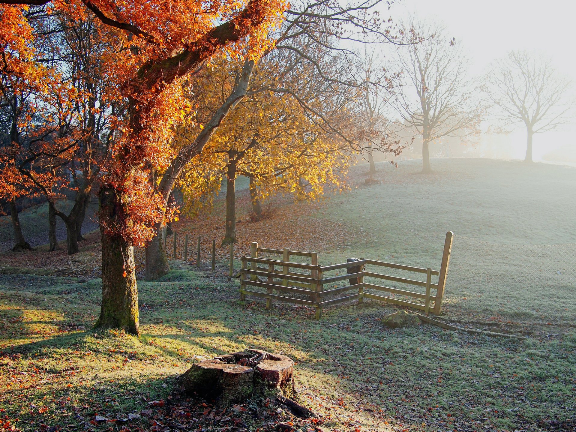 hill trees fence stump frost frost autumn