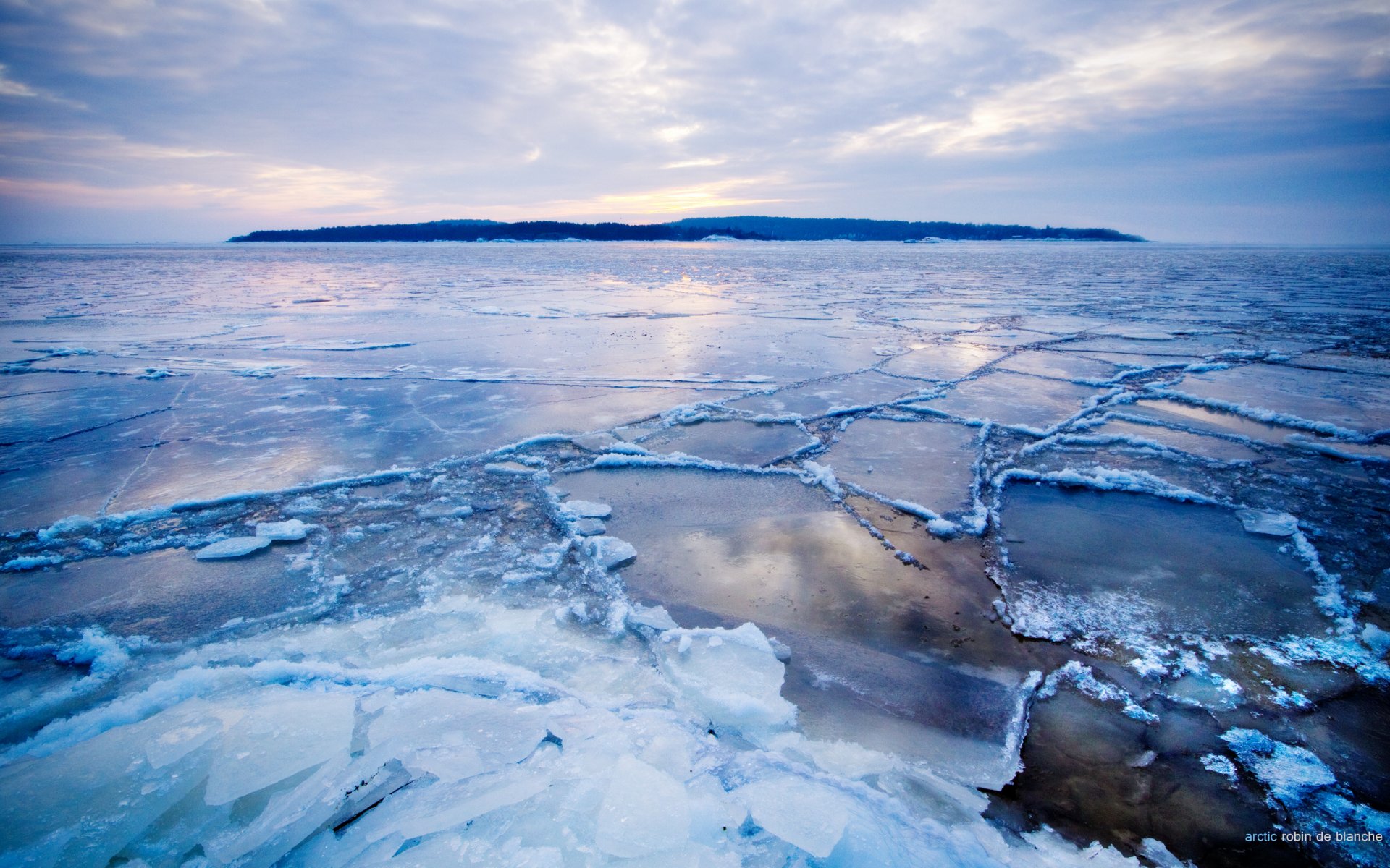 arctique robin de blanche arctique froid