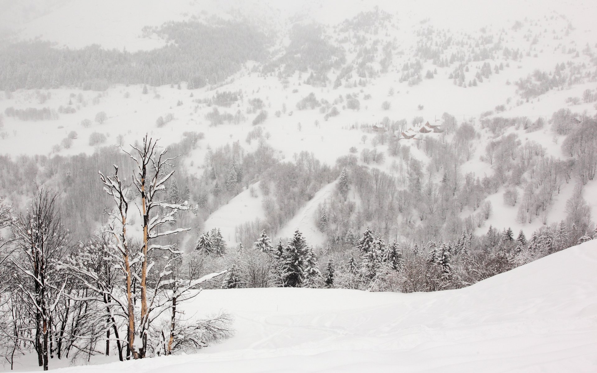 inverno neve alberi natura paesaggio