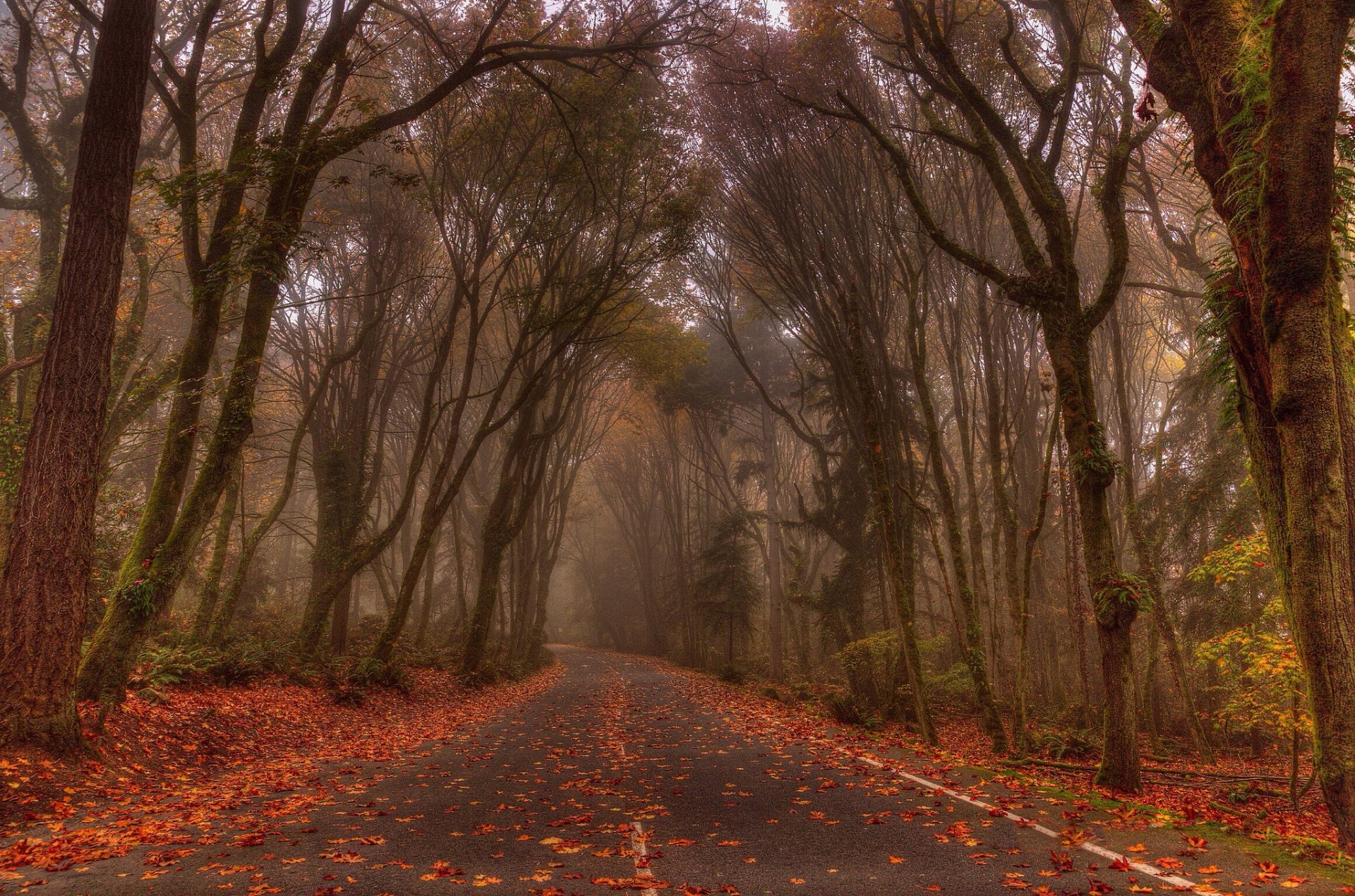 autumn forest road fog