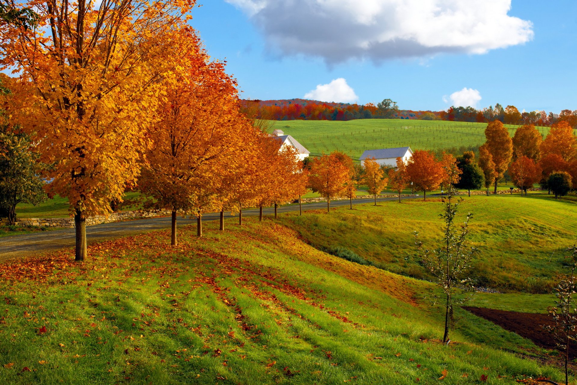 autunno albero casa strada campo cielo nuvole natura